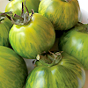 Tomato Green Zebra